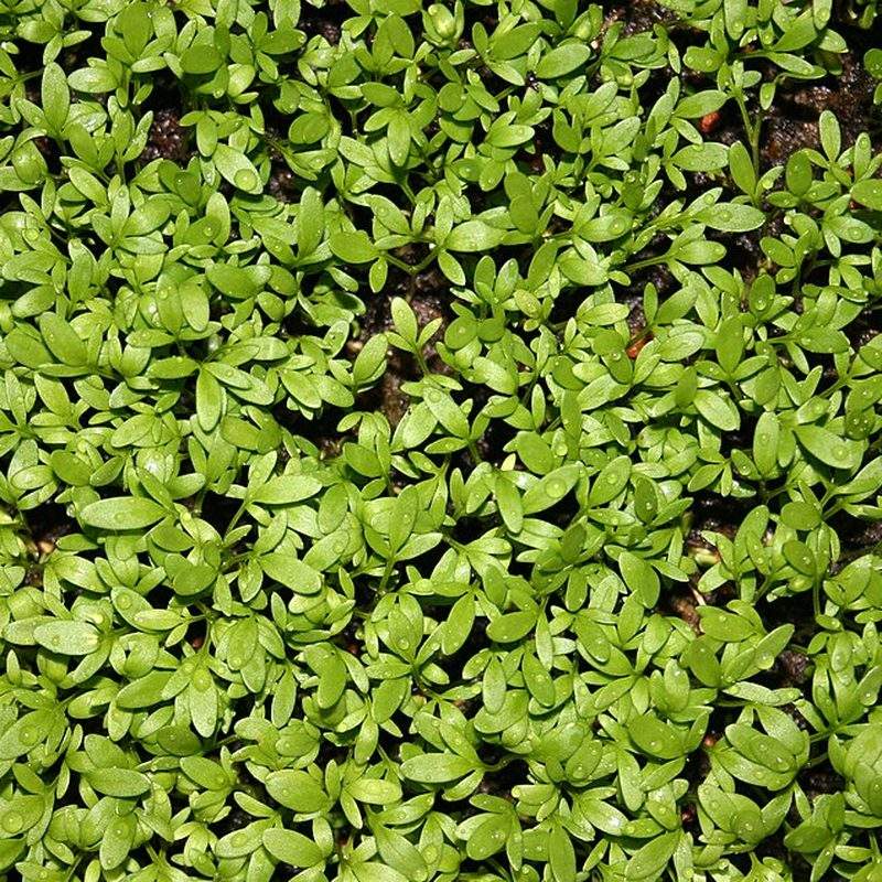 Cresson alénois (Lepidium sativum)