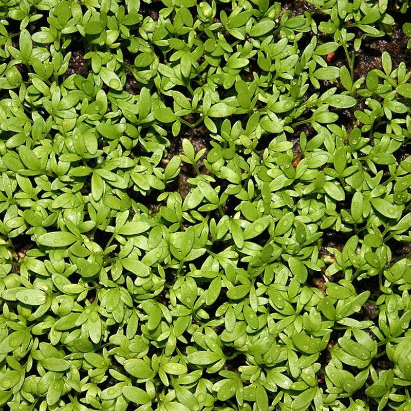 Cresson alénois (Lepidium sativum)