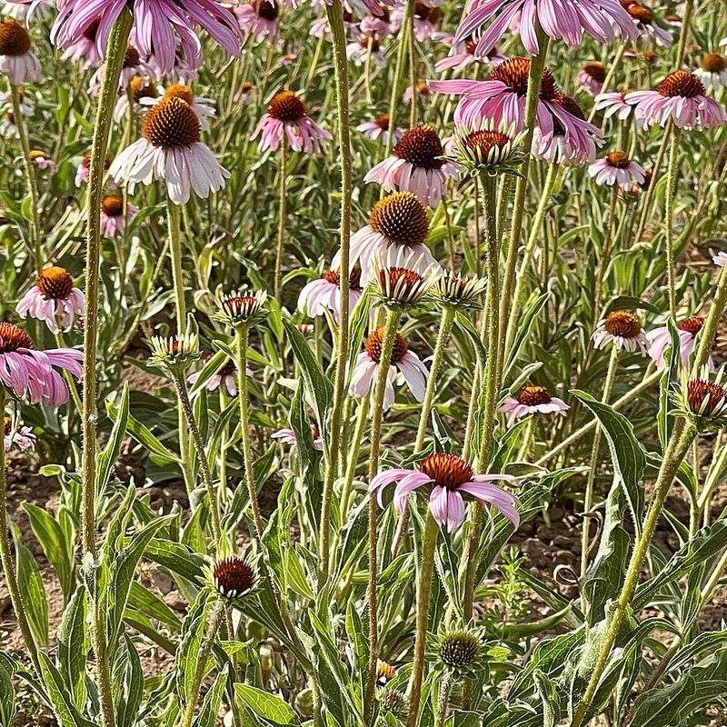 Échinacée pourpre (Echinacea purpurea)