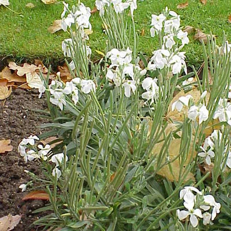Giroflée quarantaine (Matthiola incana)