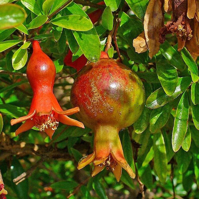 Grenadier (Punica granatum)