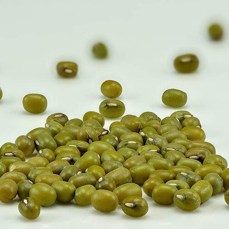 Haricot mungo (Vigna radiata)