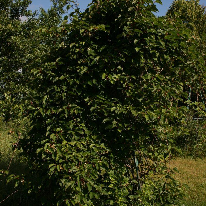 Kiwaï (Actinidia arguta)