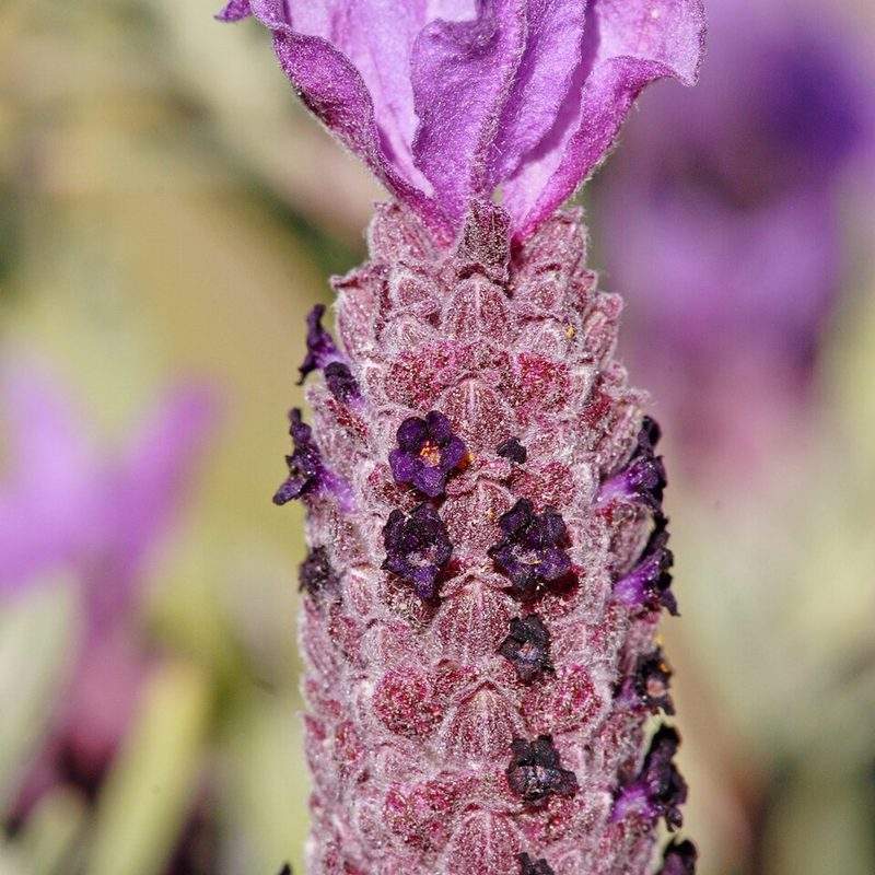 Lavande papillon (Lavandula stoechas)