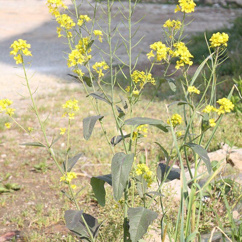 Moutarde brune (Brassica juncea)