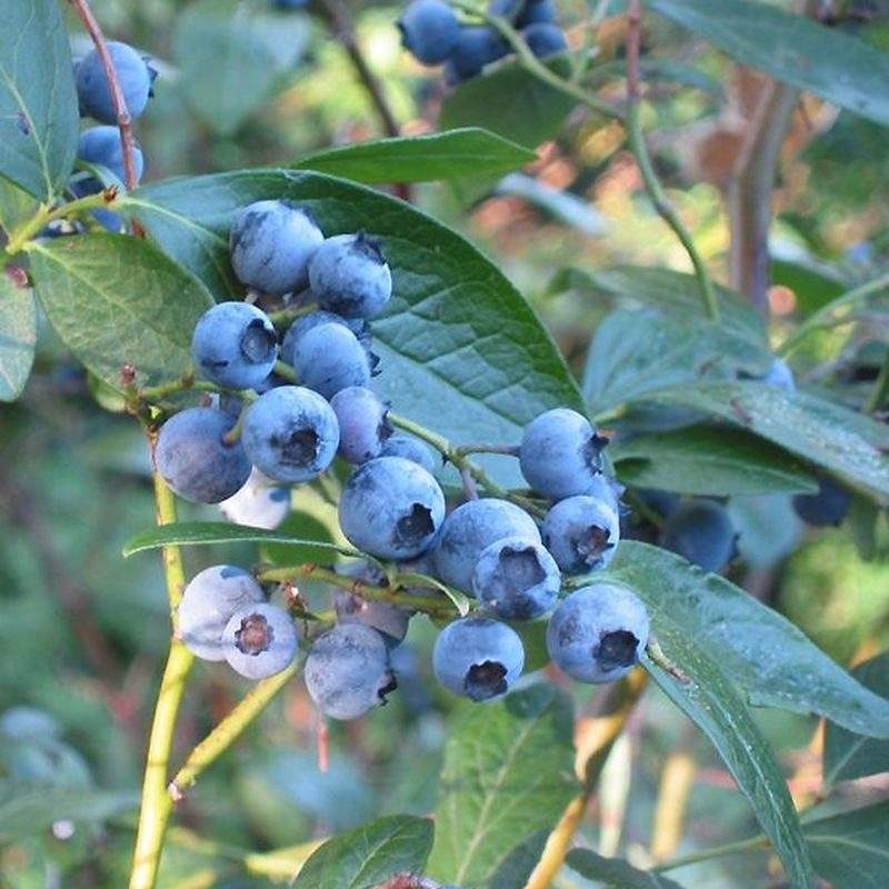Myrtillier (Vaccinium corymbosum)
