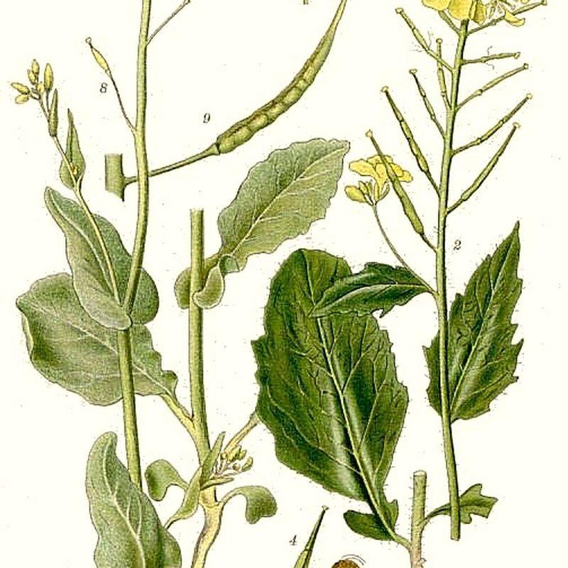 Navette fourragère