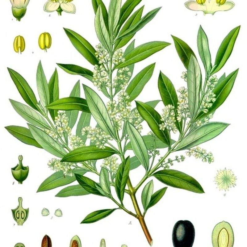 Olivier (Olea europaea var. europaea)