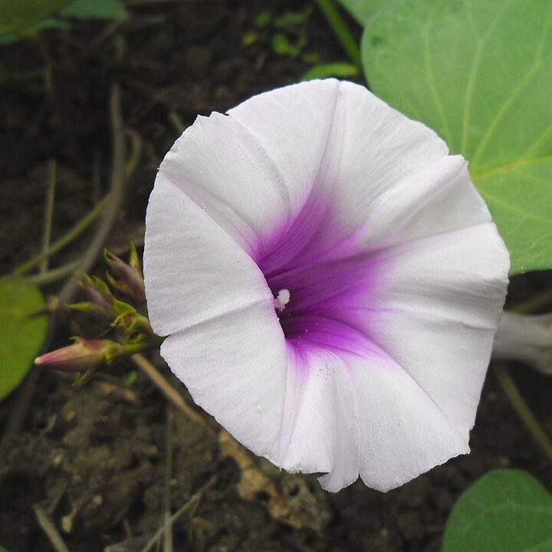 Patate douce (Ipomoea batatas)