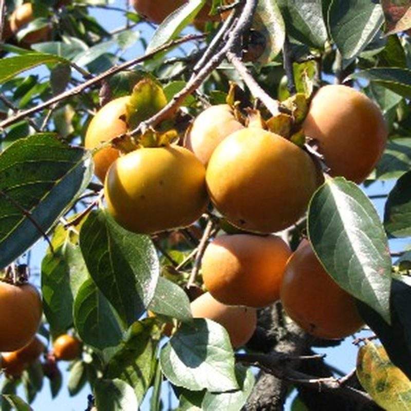 Plaqueminier (Diospyros kaki)