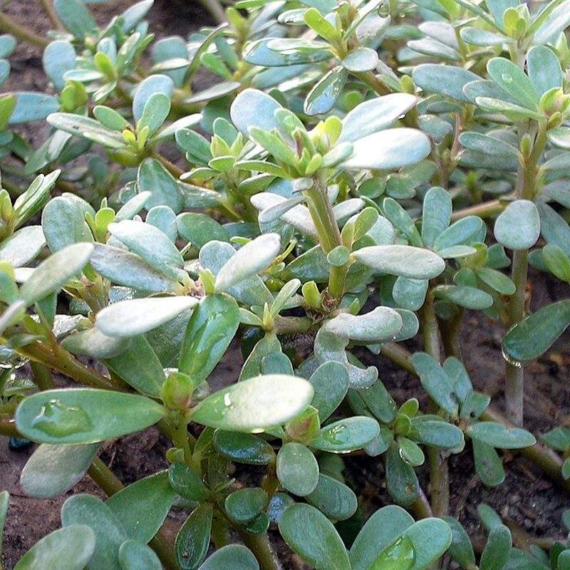 Pourpier (Portulaca oleracea)