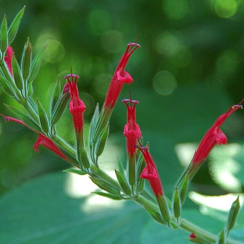 Sauge ananas (Salvia elegans)