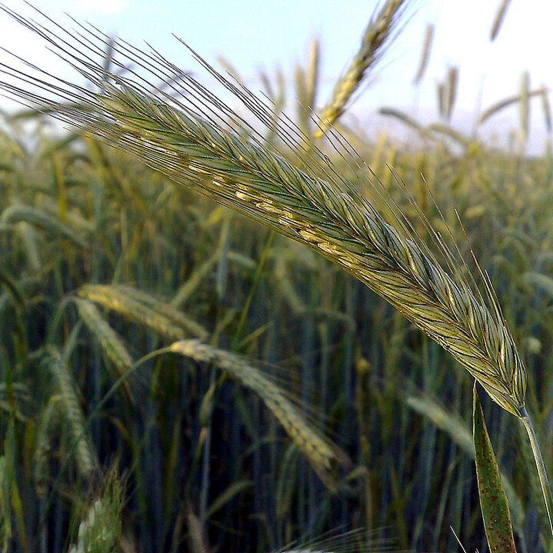 Seigle (Secale cereale)