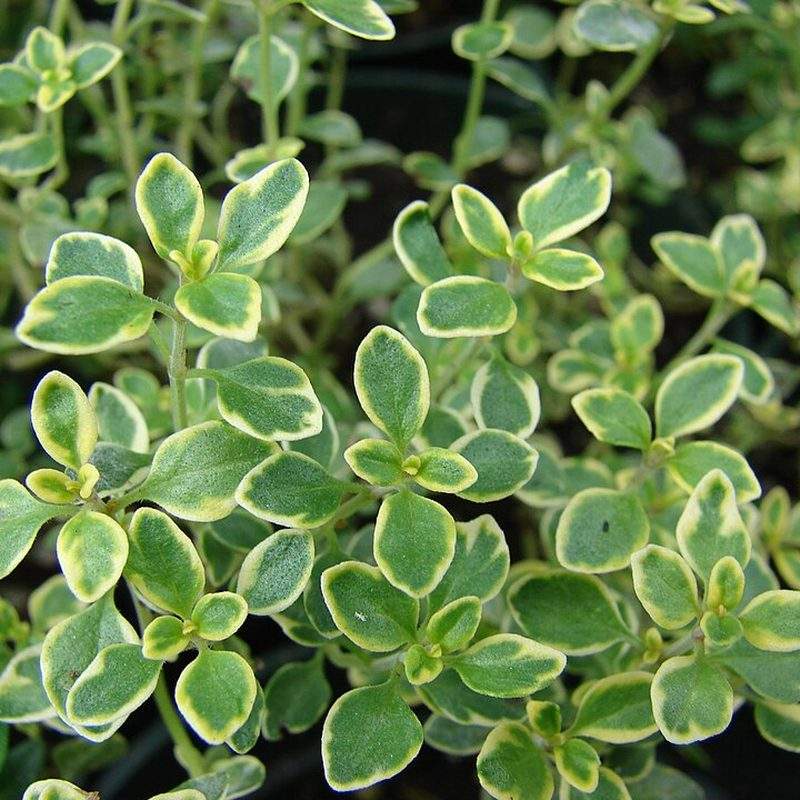 Thym citron (Thymus ×citriodorus)