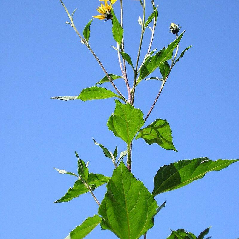 Topinambour (Helianthus tuberosus)