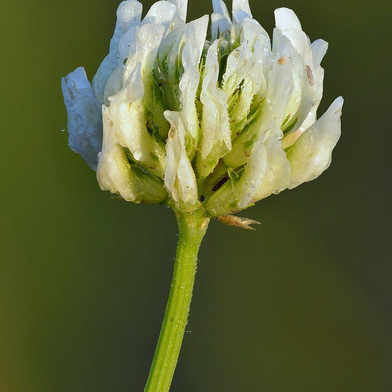 Trèfle blanc (Trifolium repens)