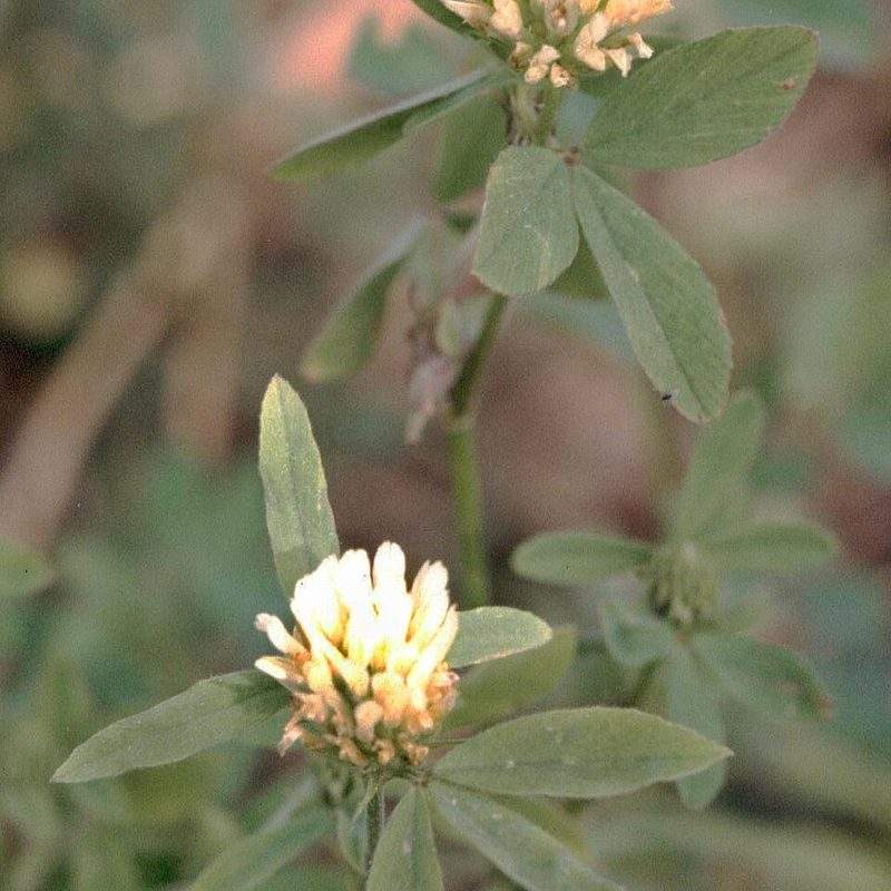 Trèfle d'Alexandrie (Trifolium alexandrinum)