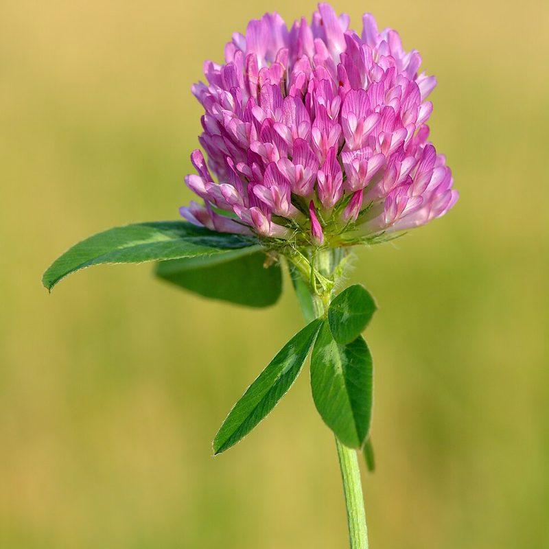 Trèfle violet (Trifolium pratense)