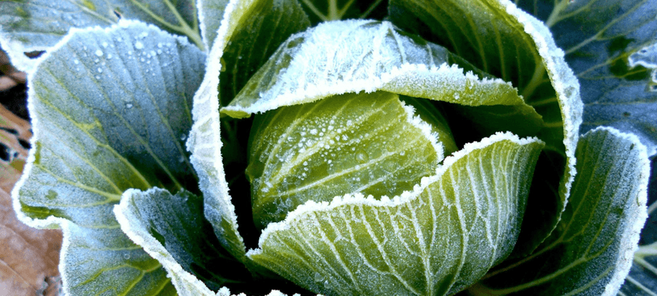 Légumes d'hiver protégés par du givre et zones de culture paillées dans un jardin potager.